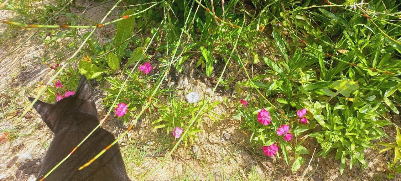 Cat Nap Cottage Bettyʼs Bay المظهر الخارجي الصورة